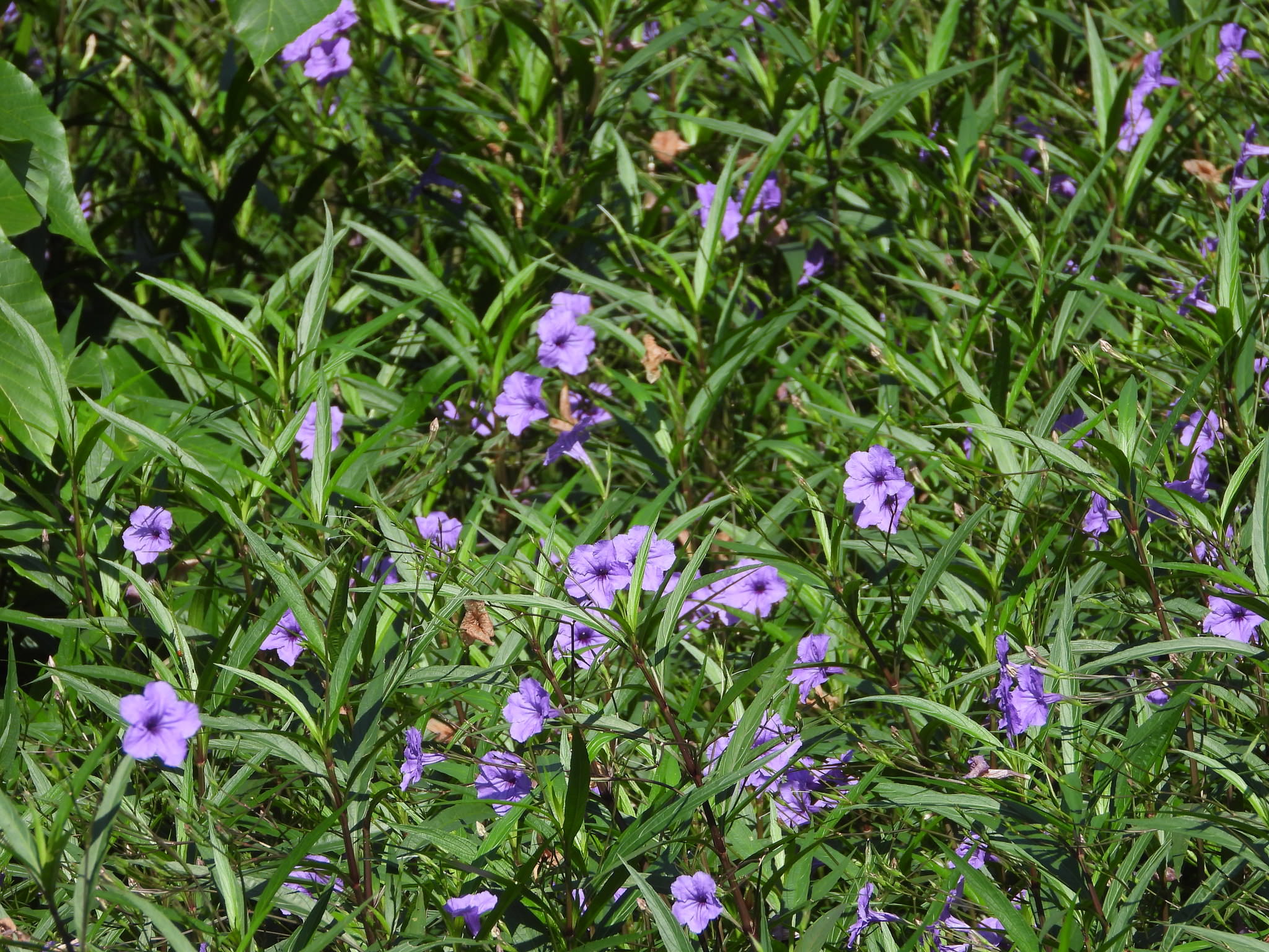 Ruellia brittoniana 'Compacta'